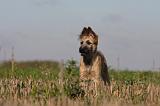 BOUVIER DES ARDENNES 199